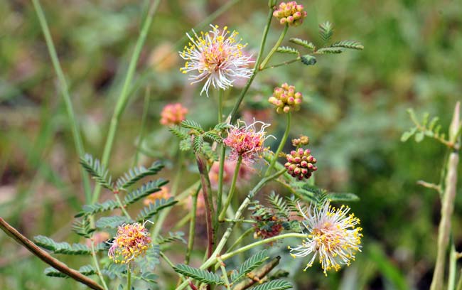 Cooley's Bundleflower, the fruits here are a few linear pods as noted in the photograh; a true legume. Desmanthus cooleyi